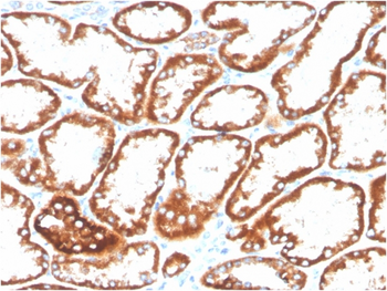 TNFRSF9 Antibody (Biotin)
