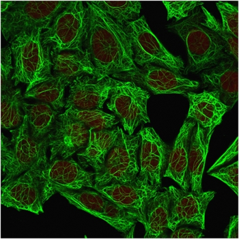KRT7 Antibody (Biotin)