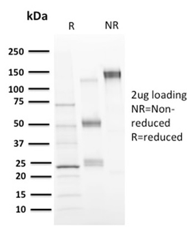 NT5E Antibody (Biotin)