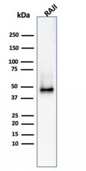 CD38 Antibody