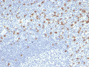 CD8A Antibody