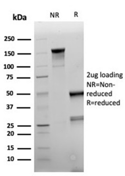 NAPSA Antibody