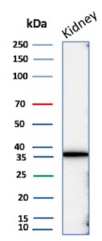 NAPSA Antibody