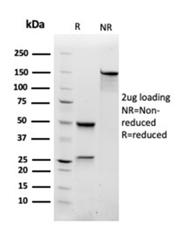 RAC1 Antibody