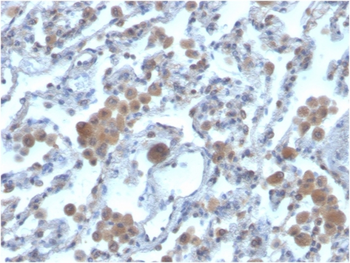 RAC1 Antibody