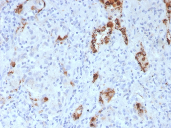 NAPSA Antibody