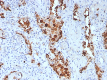 NAPSA Antibody