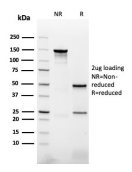 NAPSA Antibody