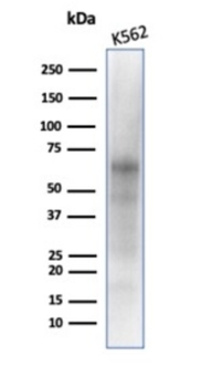 MYC Antibody