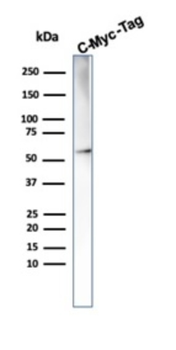 MYC Antibody