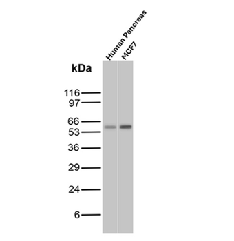 KRT8 Antibody