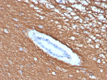 MBP Antibody