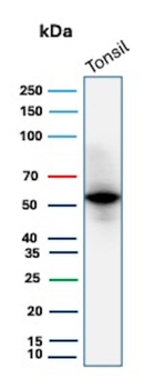 CD4 Antibody