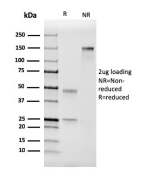 F7 Antibody