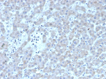 F7 Antibody