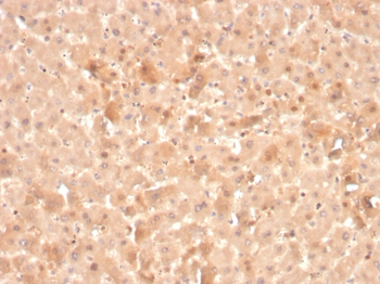 F7 Antibody