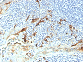 MSLN Antibody (Biotin)