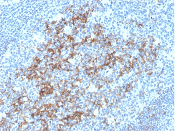 FCER2 Antibody (Biotin)