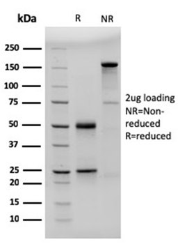 FCER2 Antibody (Biotin)