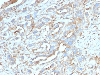 CD274 Antibody (Biotin)