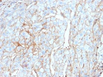 CD274 Antibody (Biotin)