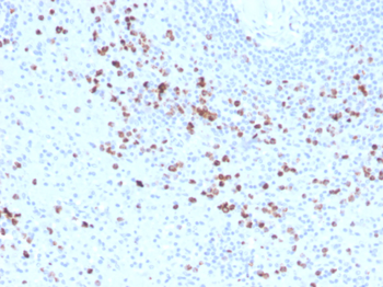 GZMB Antibody (Biotin)