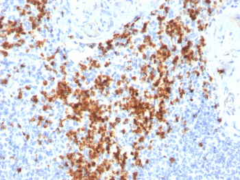 GZMB Antibody (Biotin)