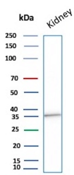 NAPSA Antibody