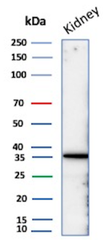 NAPSA Antibody