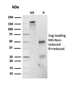 PSMD4 Antibody