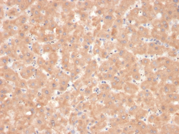 F7 Antibody