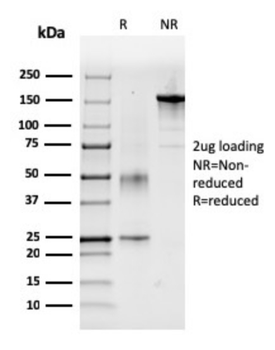 F7 Antibody