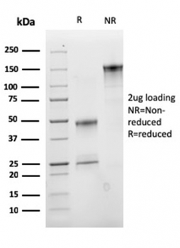 CD47 Antibody (Biotin)