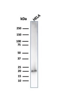 CDKN1A Antibody