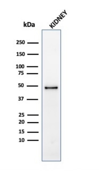 TNFRSF9 Antibody
