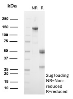TNFRSF9 Antibody