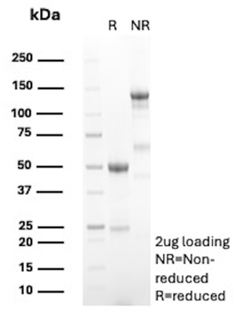 TNFRSF9 Antibody
