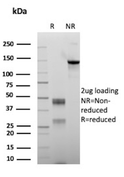 CD99 Antibody