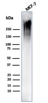 MUC1 Antibody