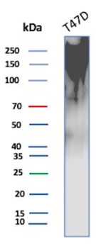 MUC1 Antibody