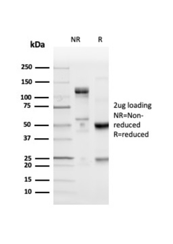 CD274 Antibody