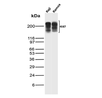 MKI67 Antibody