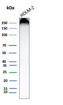 MKI67 Antibody