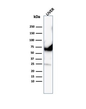 ALB Antibody