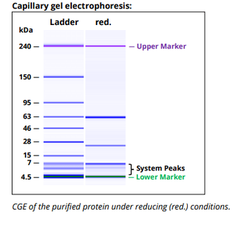 HLA DP/DQ/DR mAb (IVA12), InVivoPure+