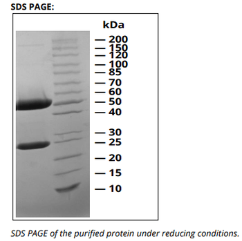 CD16/CD32 mAb (2.4G2), InVivoPure+