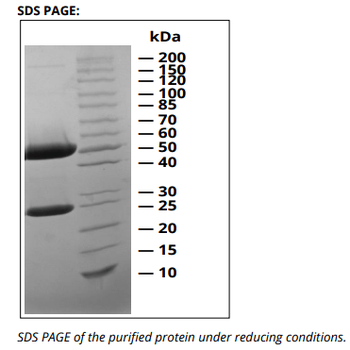 CD16/CD32 mAb (2.4G2), InVivoPure
