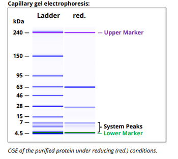 CD4 mAb (GK 1.5), InVivoPure