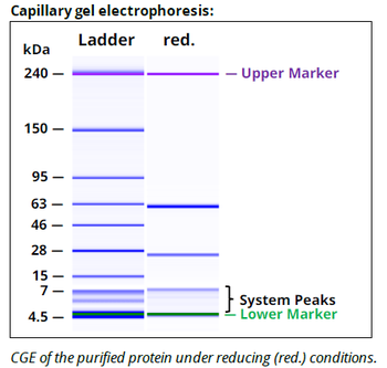 PD-L1 mAb (10F.9G2)TM, InVivoPure
