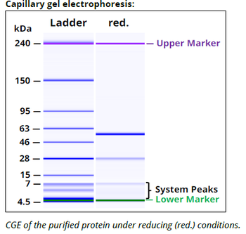 PD-1 mAb (29F.1A12)TM, InVivoPure
